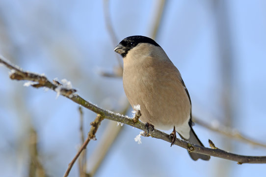 Dompfaff Weibchen (Pyrrhula pyrrhula) - bullfinch / female 