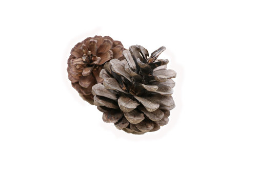 Pine cones brown color on white background