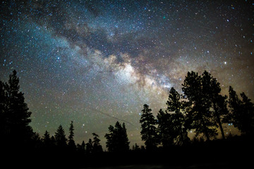 milky way over silhouetted trees