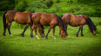 Obraz premium Three beautiful brown horses grazing symmetrically on a green meadow