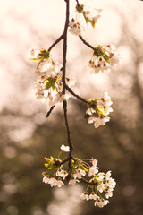Blossom
