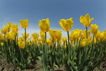 Fototapeta premium Tulip. Beautiful bouquet of tulips. colorful tulips. tulips in spring, colourful tulip
