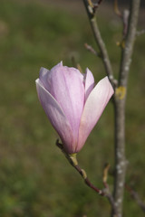 Fototapeta na wymiar fleur magnolia nature plante printemp