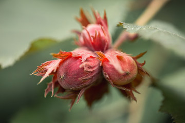 A nut. A fruit consisting of a hard or tough shell around an edible kernel.