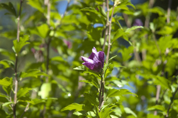 fleur plante nature