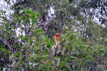 Proboscis monkey, Sarawak, Malaysia