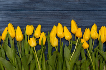 Obraz premium Yellow tulips on blue wooden background. Spring background with tulips, copy space for text. Flat lay, top view.