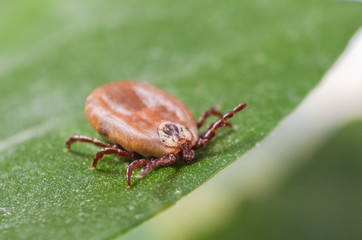 The tick is sitting on a green leaf