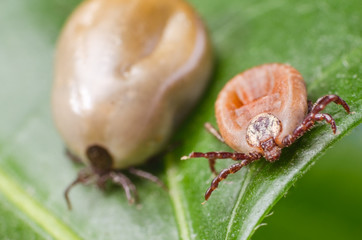 Two blood-filled mites crawl along the green leaf