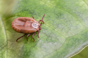 The tick is sitting on a green leaf
