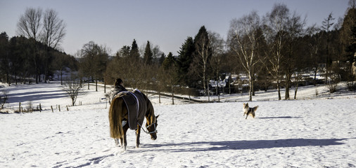 A womans adventure with horse and dog