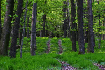 spring primeval forest in slovakia