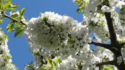 Kirschbaum/ Kirschblüten - Süßkirsche/ Vogel-Kirsche (Prunus avium)