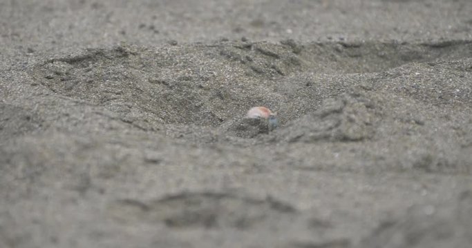 Tiny Crabs, Crawling Through Sand, Costa Rica