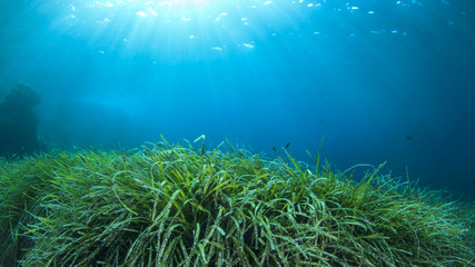 Underwater green grass blue water