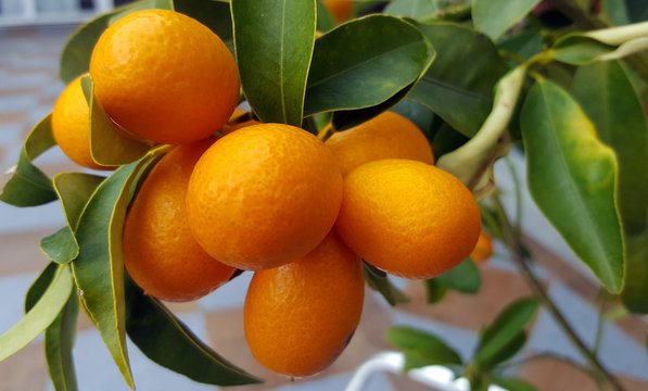 Kumquat fruits on the tree