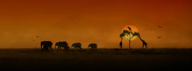 Foto auf Acrylglas Afrika Afrikanische Tiere Sonnenuntergang Silhouette Banner