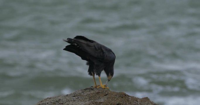 Rare Snail Kite, Eating A Spikey Fish On A Rock, Costa Rica