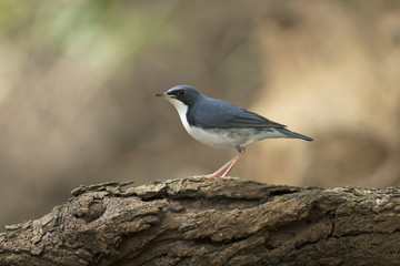 Siberian Blue Robin male migration bird in Thailand and Southeast Asia. 