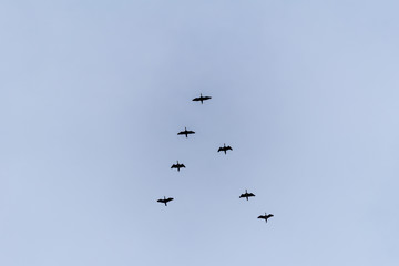 Flying birds on the sky