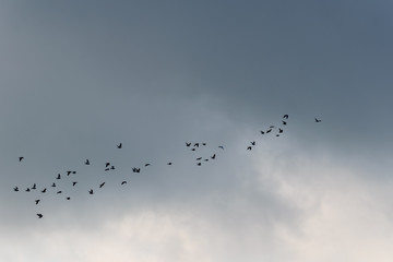 Flying birds on the sky