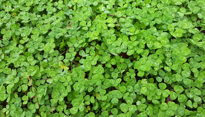 Clover background in field with water drops
