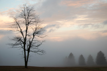 Tree In Fog