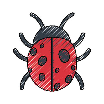 Ladybug icon image
