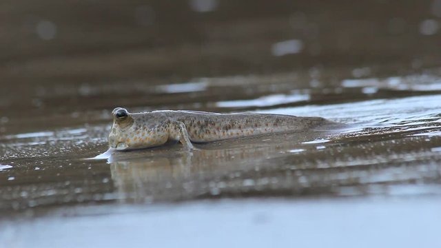 Mudskipper (Rockskipper) fish on land