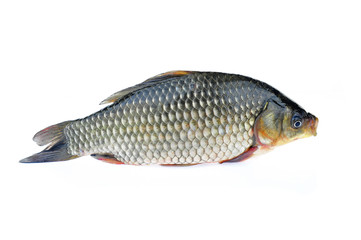 Carp on a white background