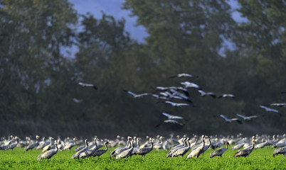 Cranes in a field foraging. Common Crane, Grus grus,  in the natural habitat.