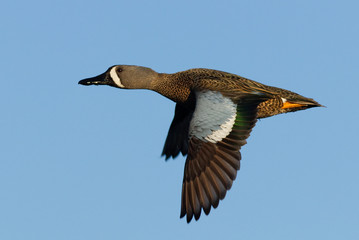 Blue Winged Teal