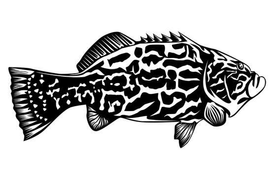 Black grouper on white