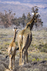 Giraffe