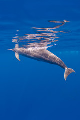 Dolphin at the Surface
