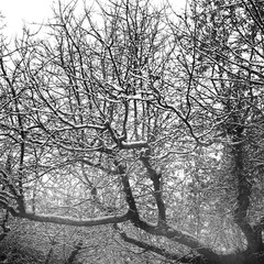 Tree limbs in snow and fog