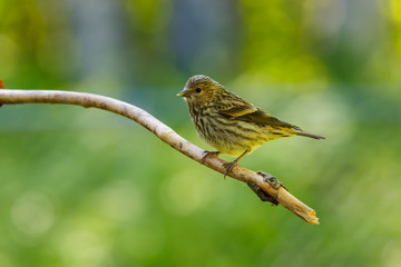 Pine Siskin perched on a twig with colorful blurred background