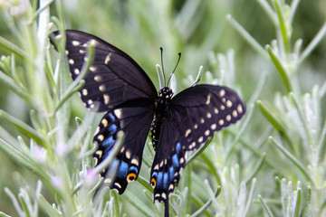 Black Swallowtail Butterfly