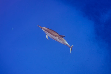 Dolphin from Above