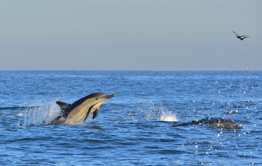 Fototapeta premium Dolphins, swimming in the ocean. Dolphins swim and jumping from the water. The Long-beaked common dolphin (scientific name: Delphinus capensis) in atlantic ocean.