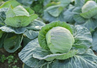 畑のキャベツ