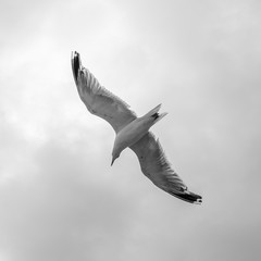 Seagul