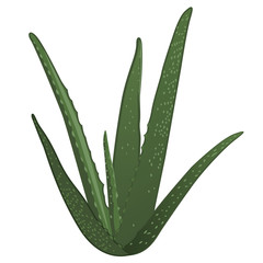 Aloe vera plant isolated on a white background