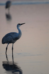 Sandhill Crane Portrait