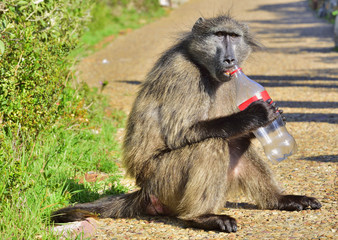 Baboon with bottle. The Chacma baboon, also known as the Cape baboon.