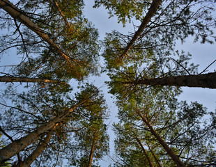 Pine in the sky.