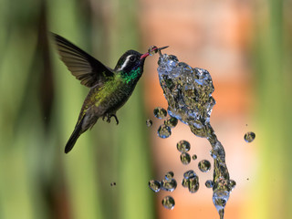 Colibrí bebiendo unas gotas de agua © Rafael