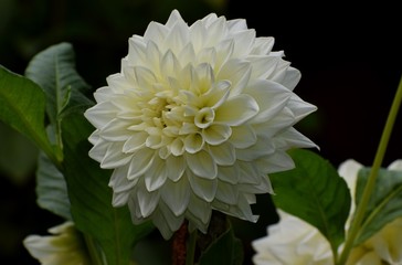 Dahlia Flower captured by Nikon D5300 in a garden