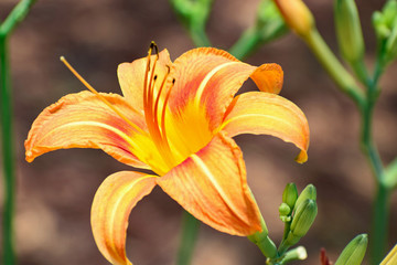 Obraz premium Flower photo captured in Nikon D5300 in my Garden