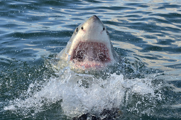 Great White Shark  in ocean water an attack. Hunting of a Great White Shark Wild Brown Bear in the spring forest. European Brown Bear. Sciencific name: Carcharodon carcharias. South Africa
